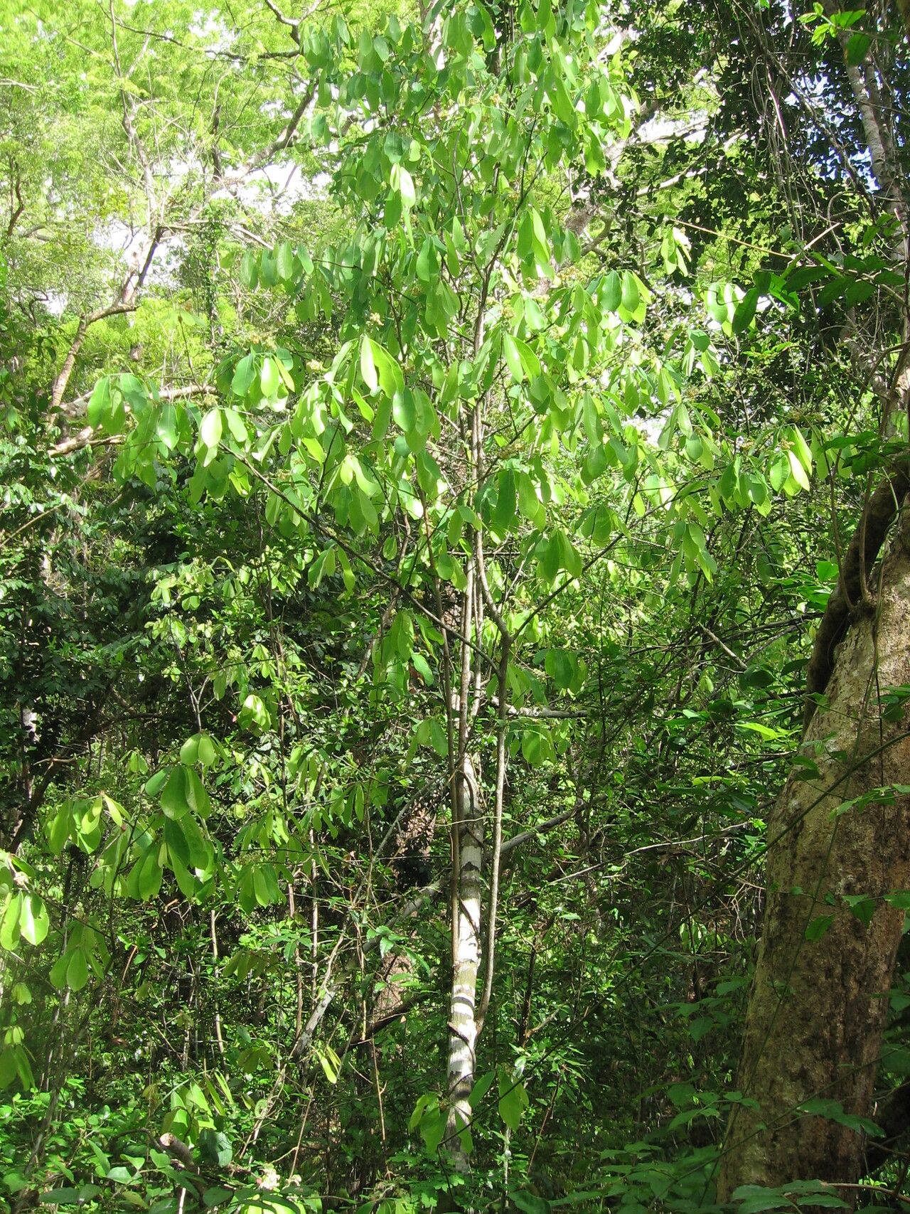 Monodora minor habit