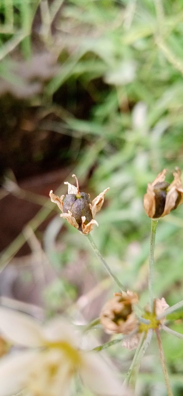 Nothoscordum borbonicum fruit