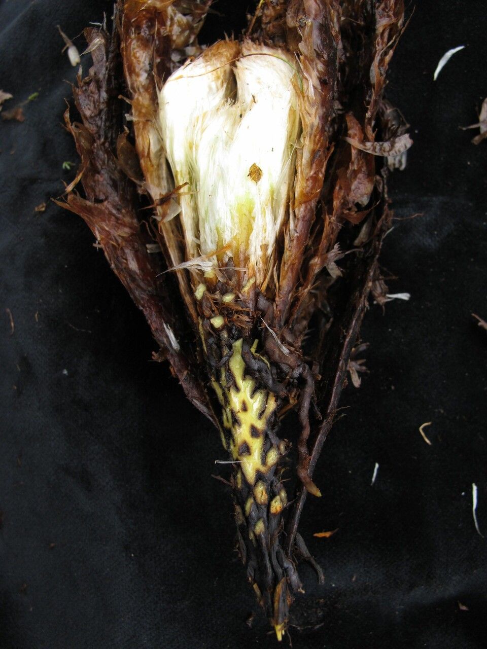 Athyrium wallichianum habit