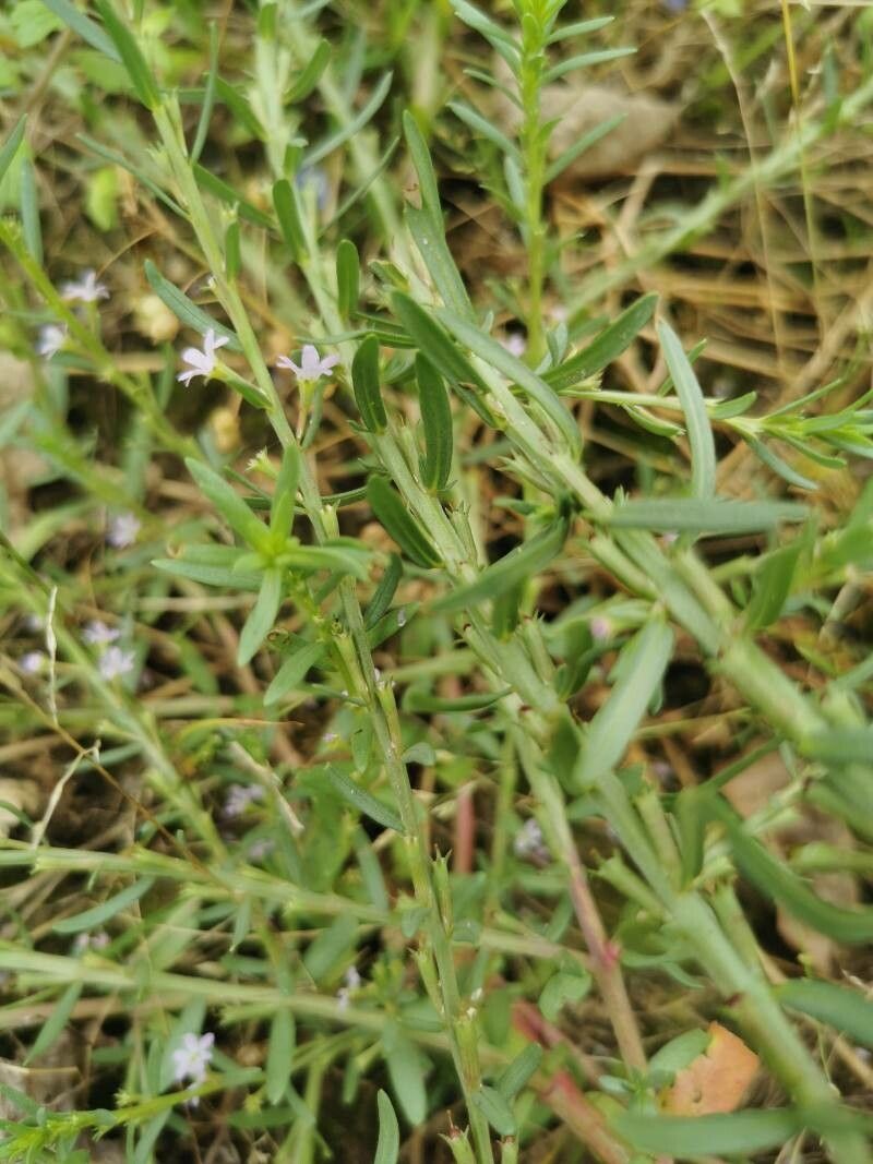 Lythrum thymifolia — search result for 'Lythrum'