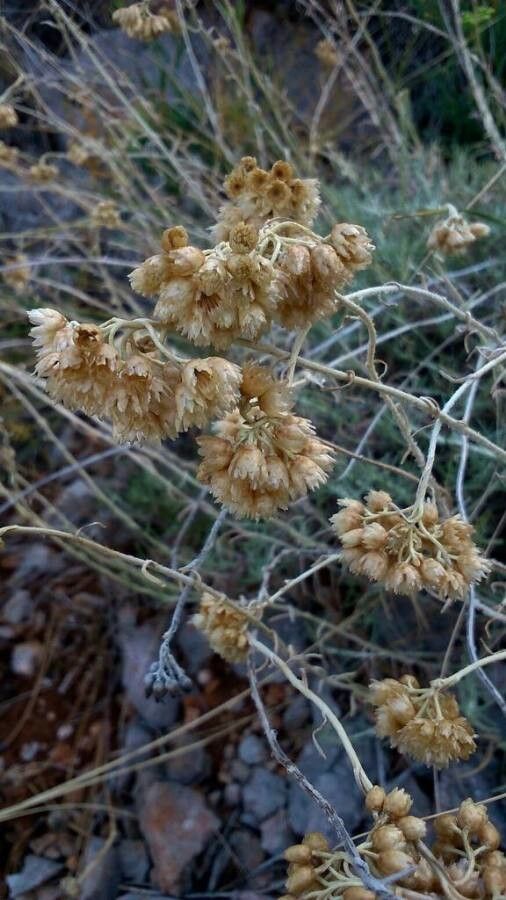 Helichrysum ambiguum habit