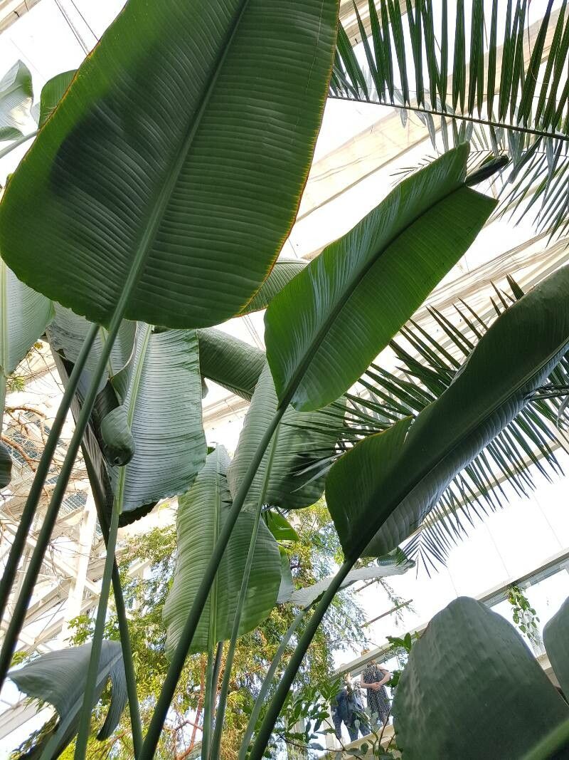 Strelitzia alba leaf