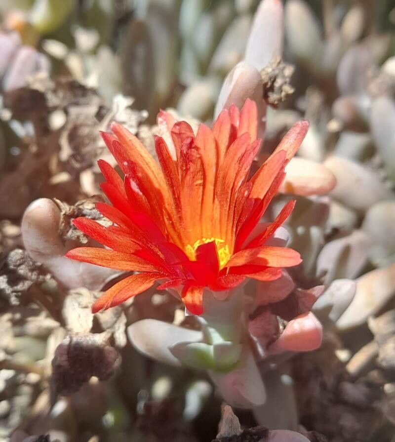 Malephora purpureocrocea flower