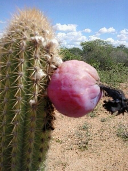 Pilosocereus pachycladus fruit
