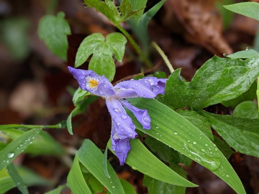 Iris cristata flower