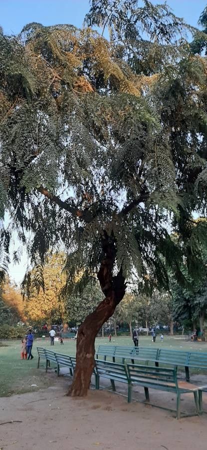 Stryphnodendron microstachyum habit