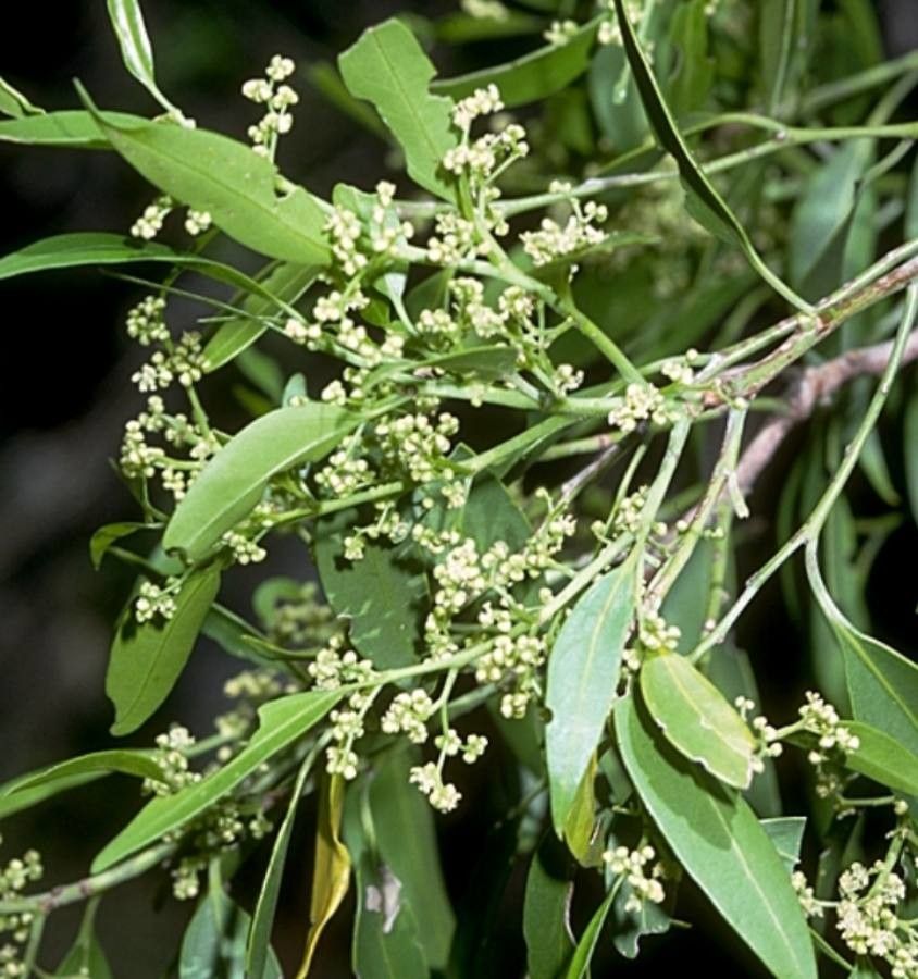 Celtis paniculata flower