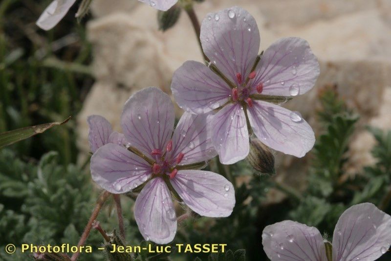Erodium saxatile flower