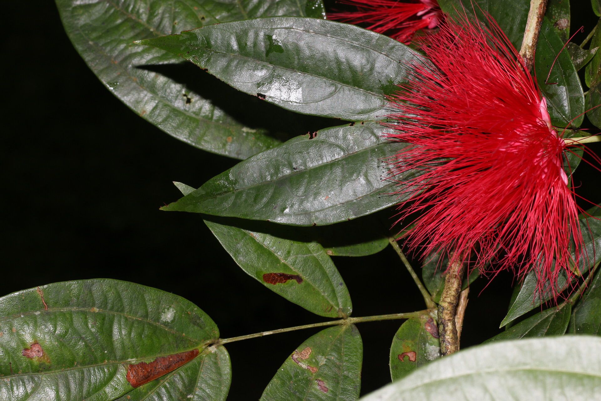 Calliandra rhodocephala habit