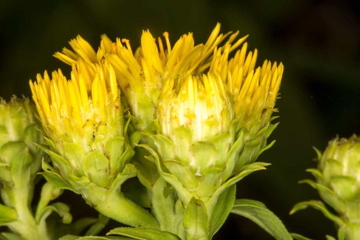 Inula spiraeifolia flower