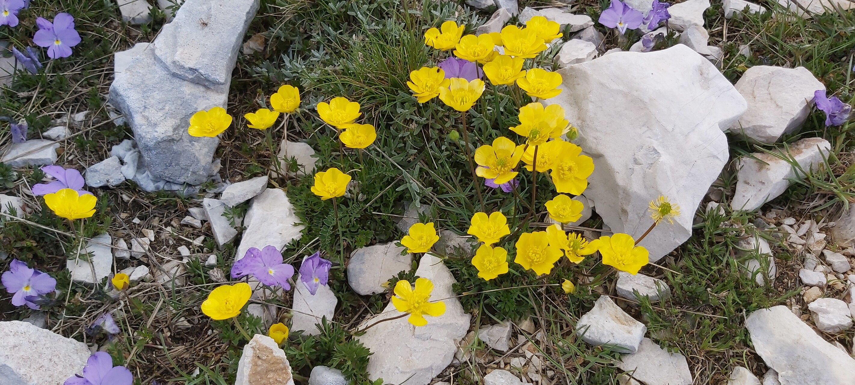 Ranunculus demissus flower