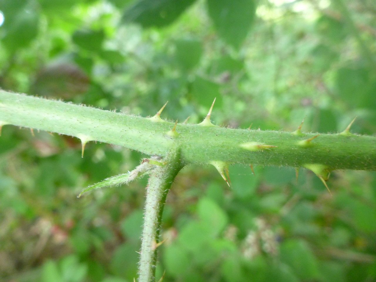 Rubus bloxamii bark
