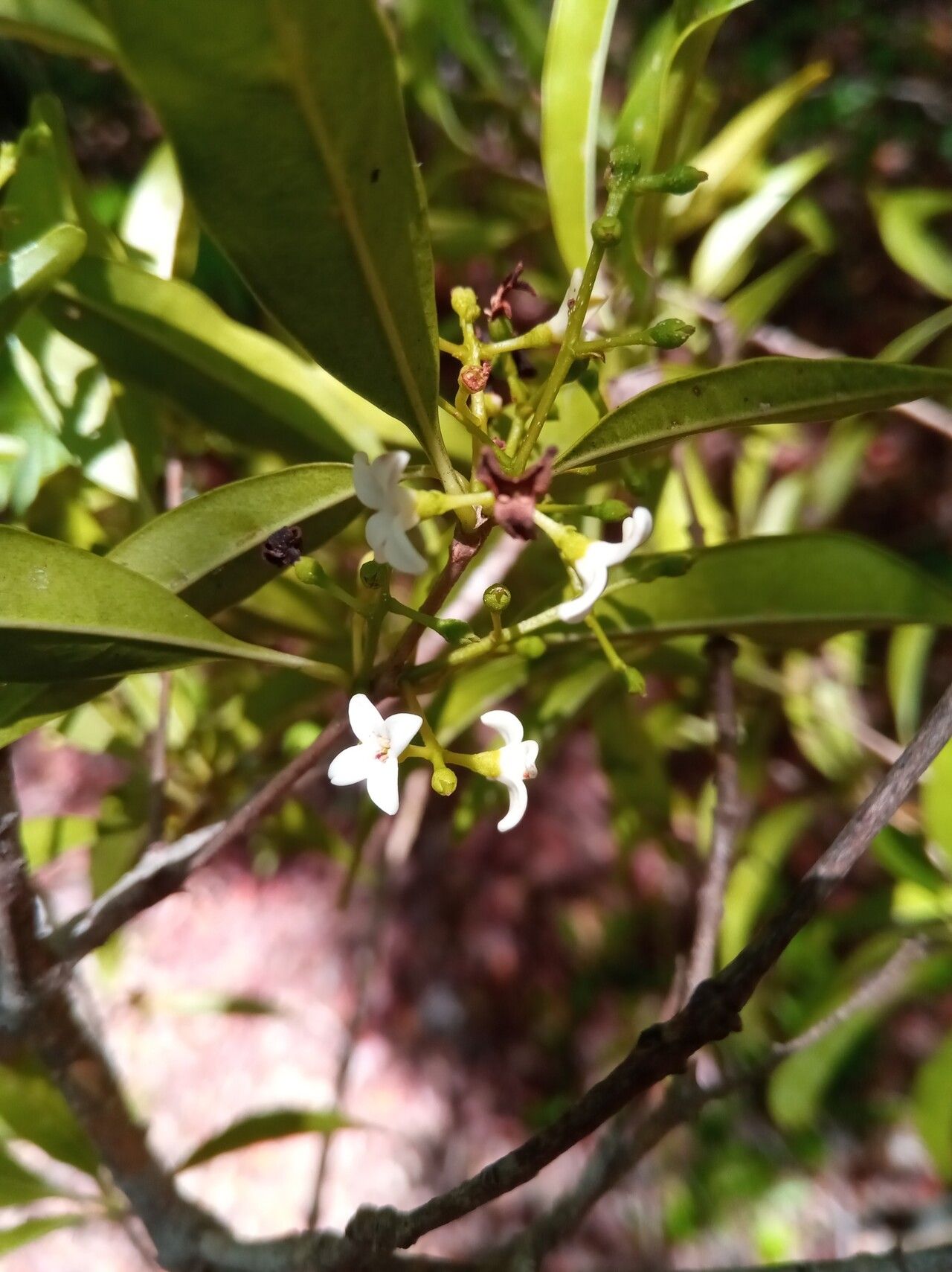 Noronhia tropophylla flower