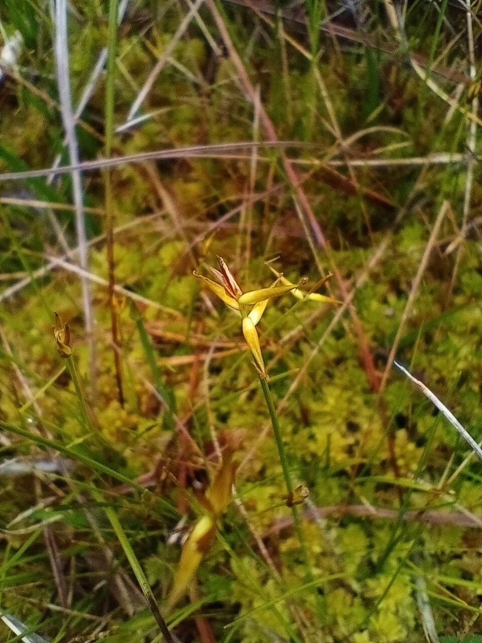 Carex pauciflora fruit