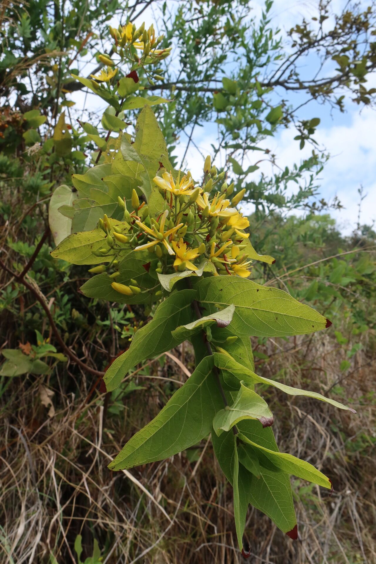 Hypericum griffithii — houseplant care guide