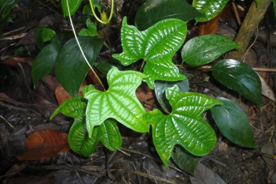 Dioscorea sansibarensis — search result for 'Dioscorea'
