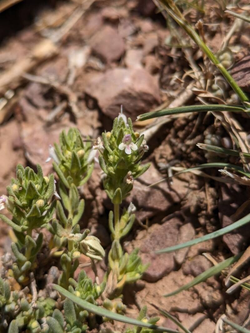 Thymus pallidus — search result for 'Thymus'