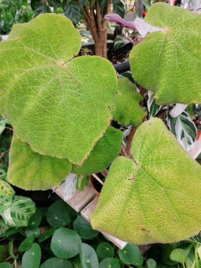 Begonia masoniana leaf