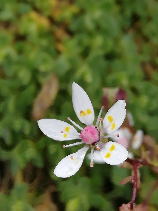 Micranthes stellaris flower