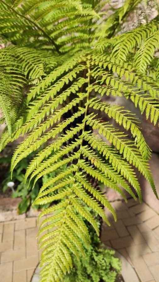 Balantium antarcticum leaf