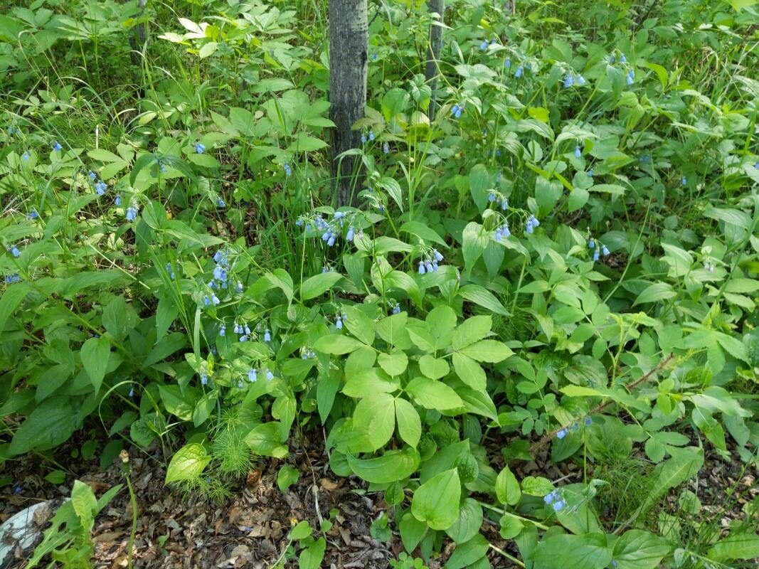 Mertensia paniculata leaf