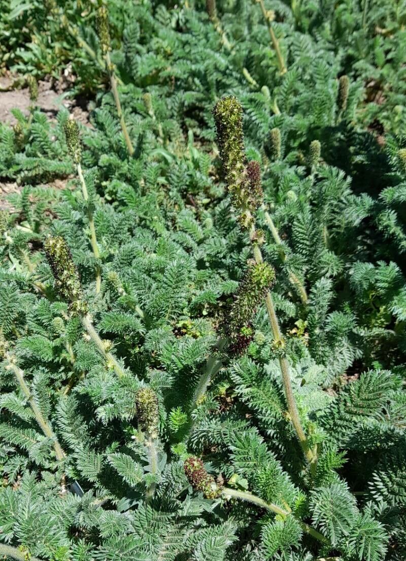 Acaena myriophylla habit