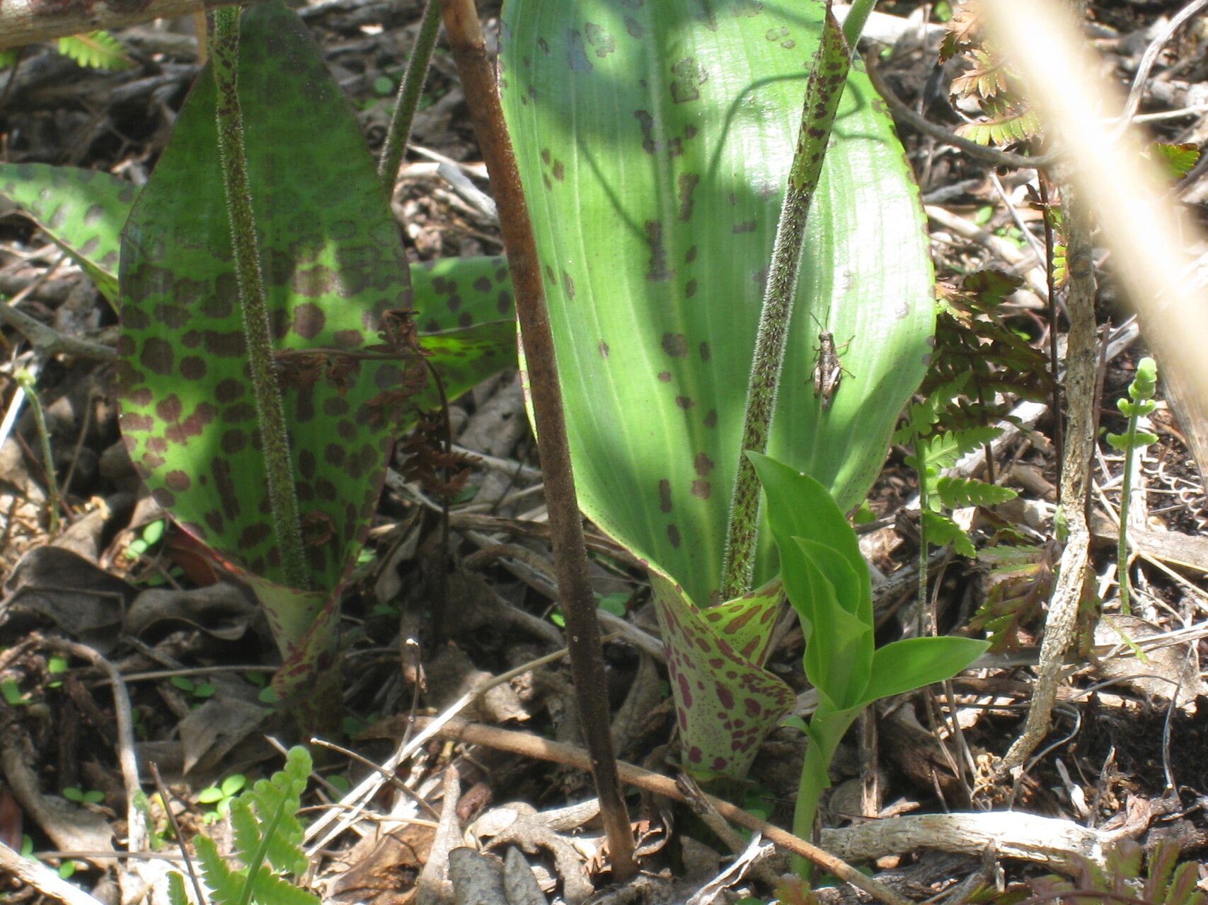 Cynorkis gibbosa — houseplant care guide