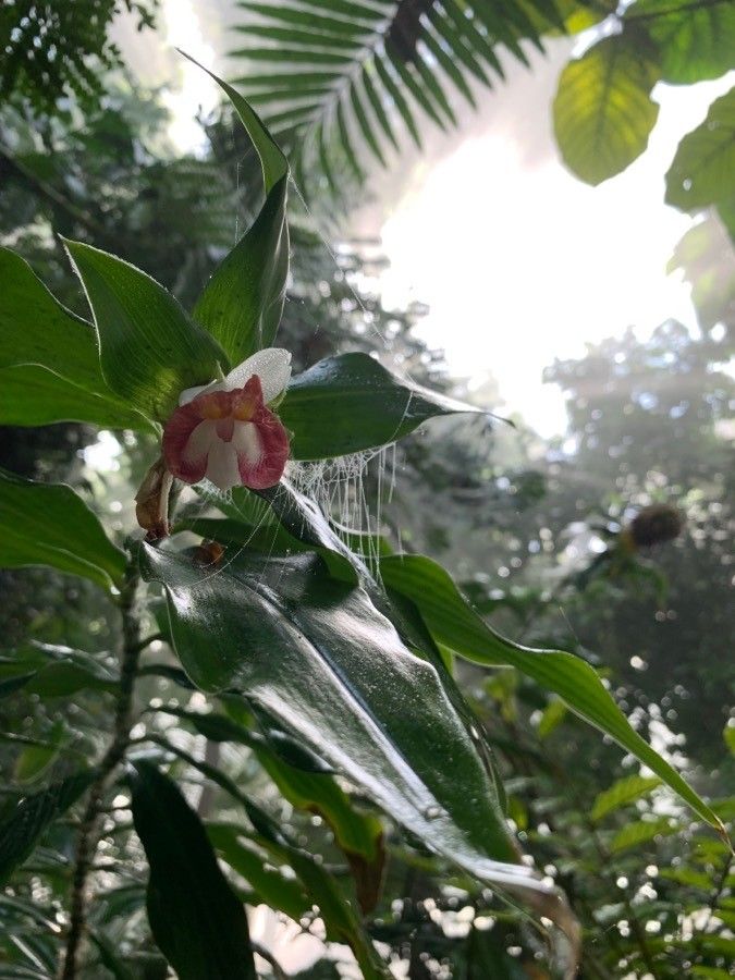 Costus laevis flower