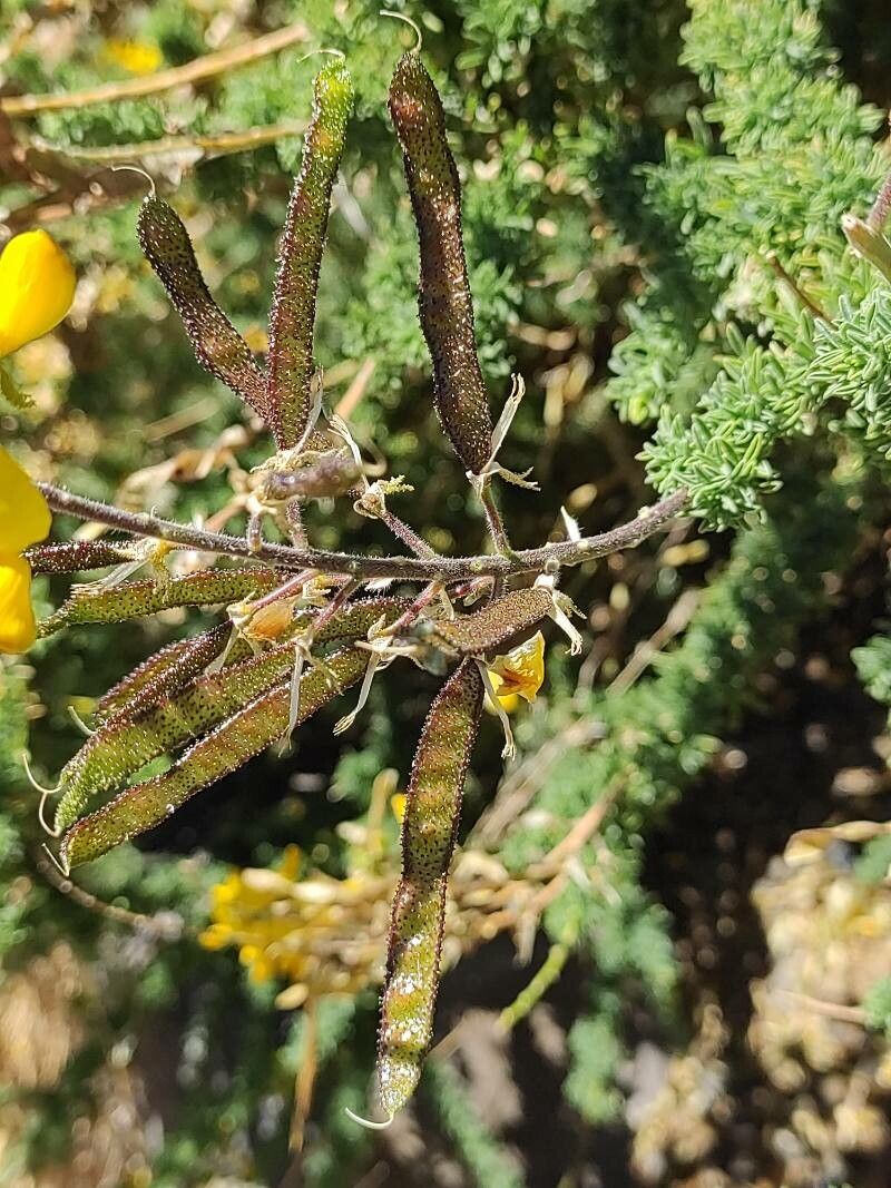 Adenocarpus viscosus fruit