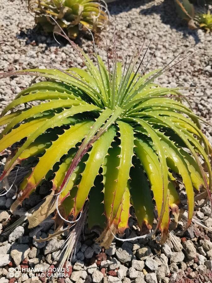 Hechtia glomerata bark