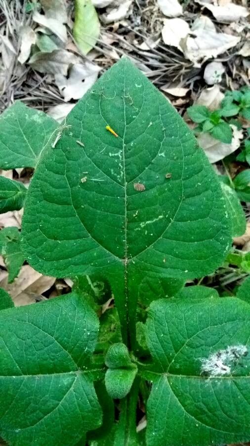 Adenocaulon bicolor leaf