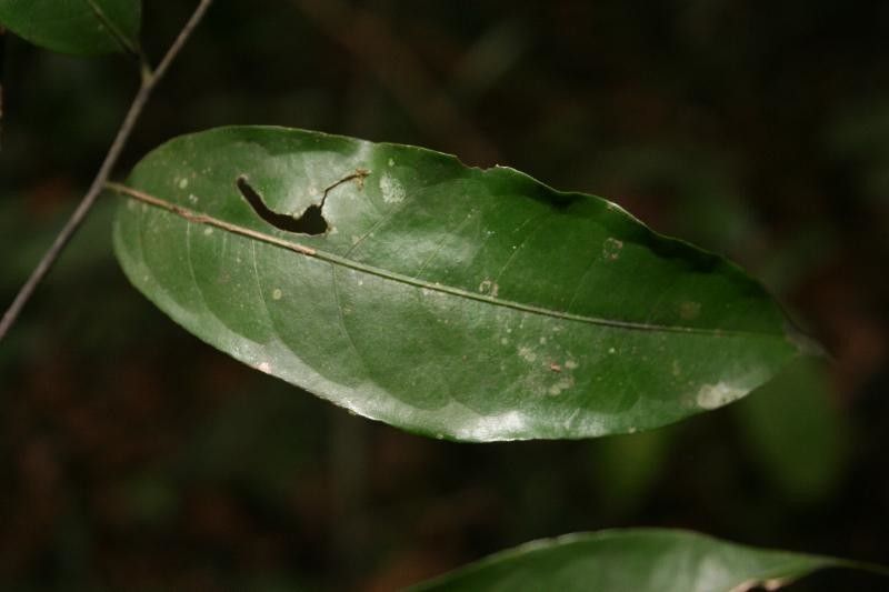 Eschweilera parviflora leaf