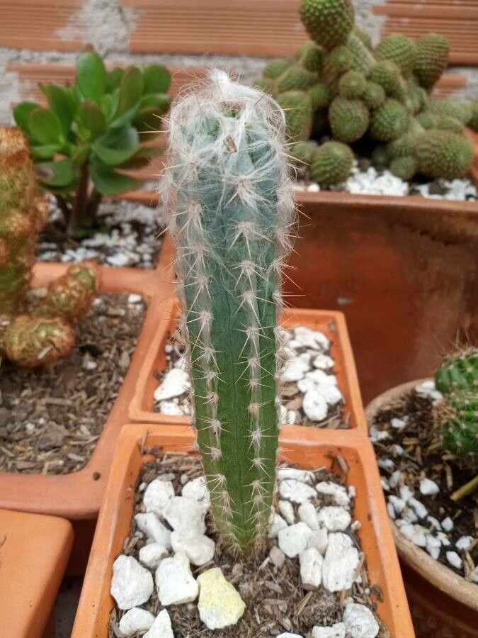 Pilosocereus glaucescens — search result for 'Pilosocereus'