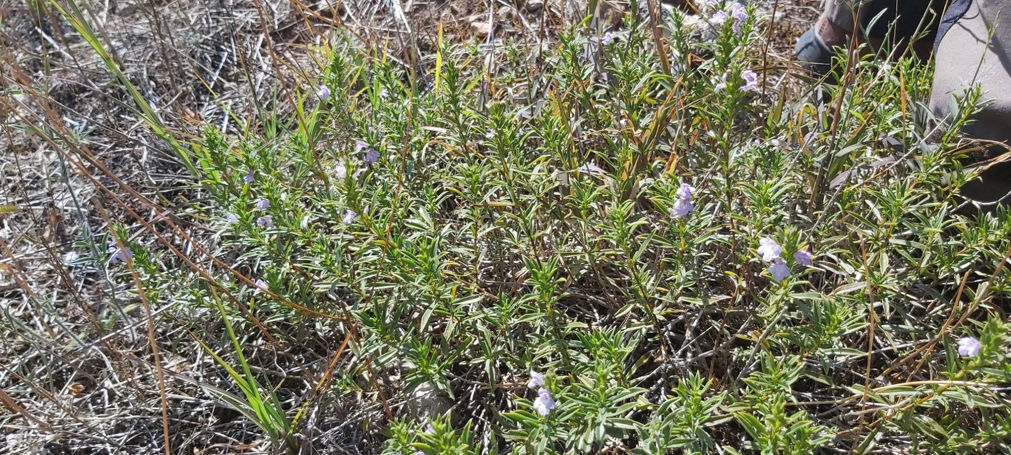 Satureja kitaibelii — search result for 'Satureja'