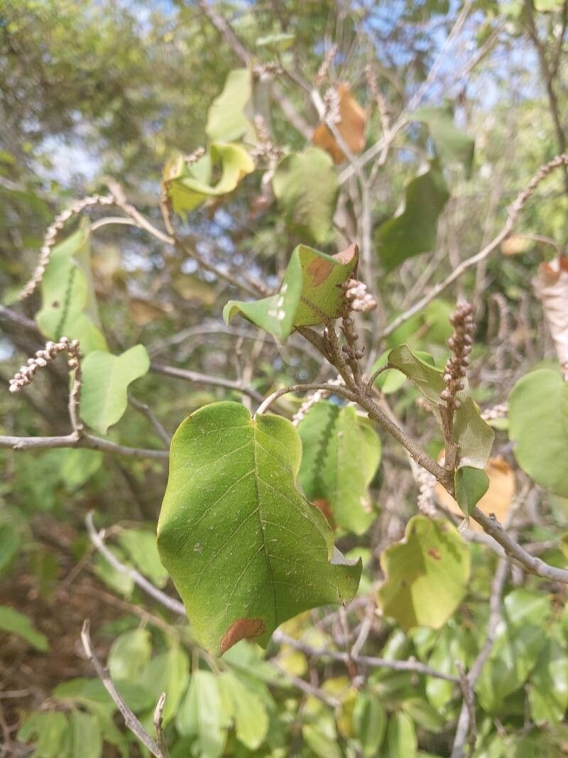 Croton catatii — houseplant care guide