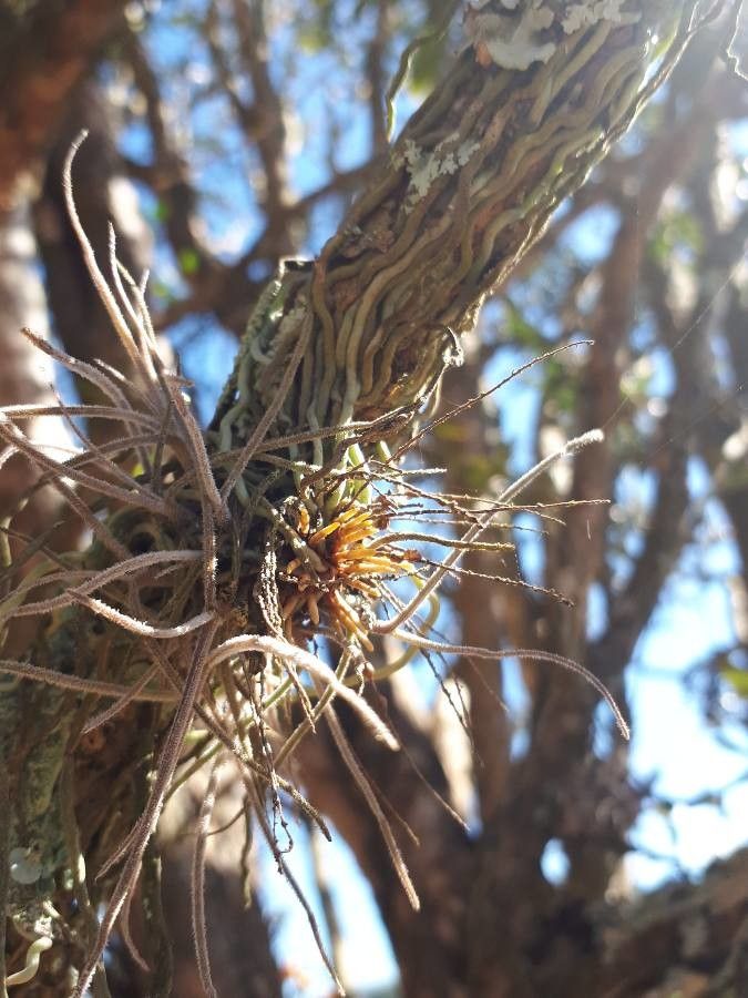 Campylocentrum grisebachii flower