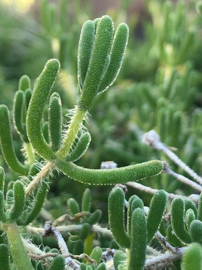 Drosanthemum floribundum leaf