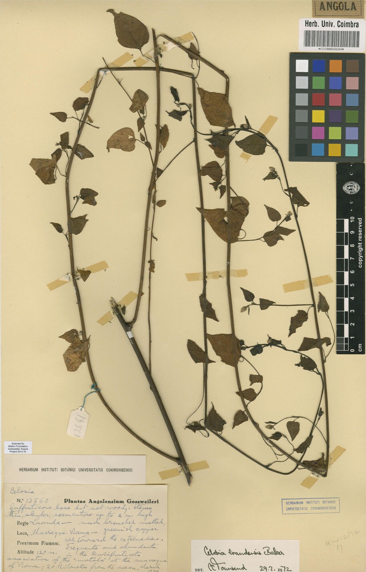 Celosia loandensis — houseplant care guide