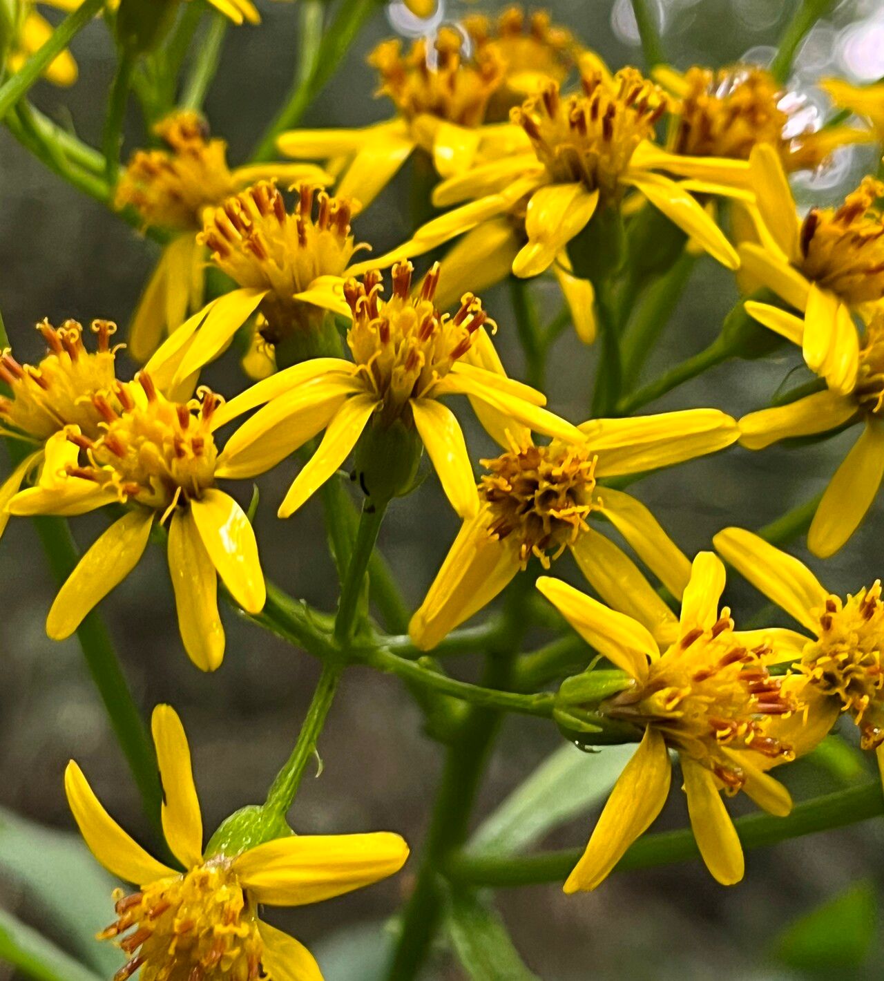 Jacobaea cannabifolia flower