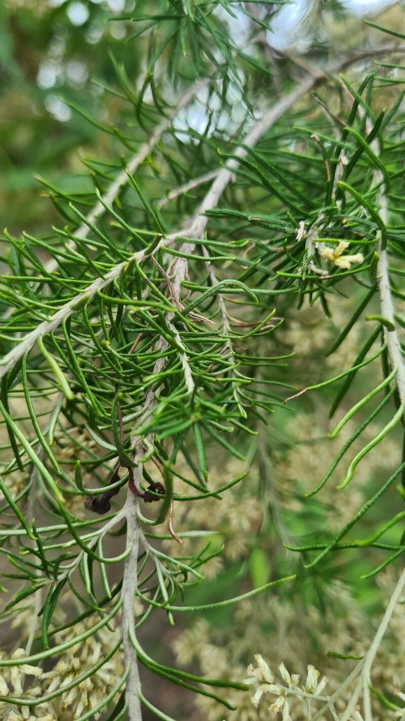 Cassinia laevis — related species from the same genus