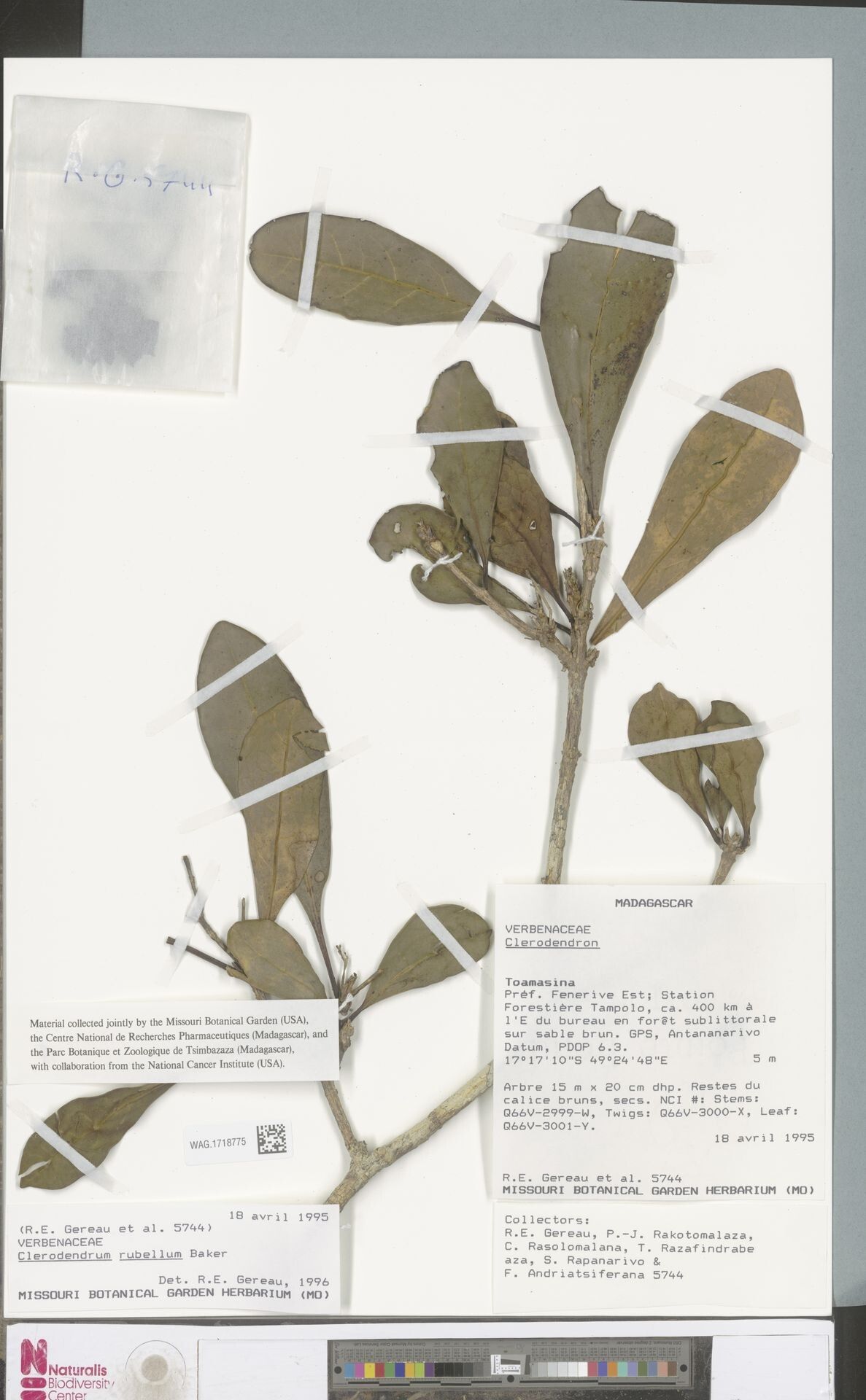 Clerodendrum rubellum — houseplant care guide