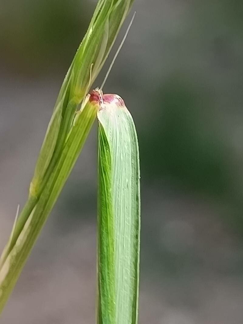 Elymus caninus leaf