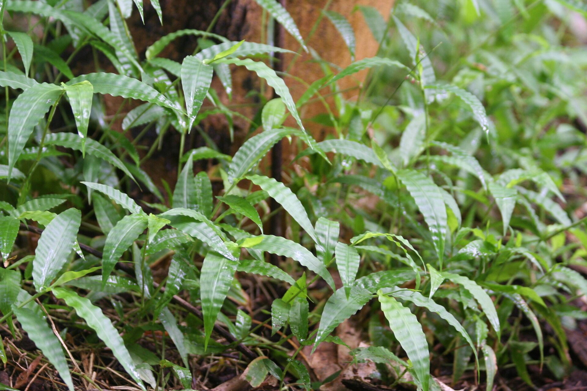 Oplismenus hirtellus leaf
