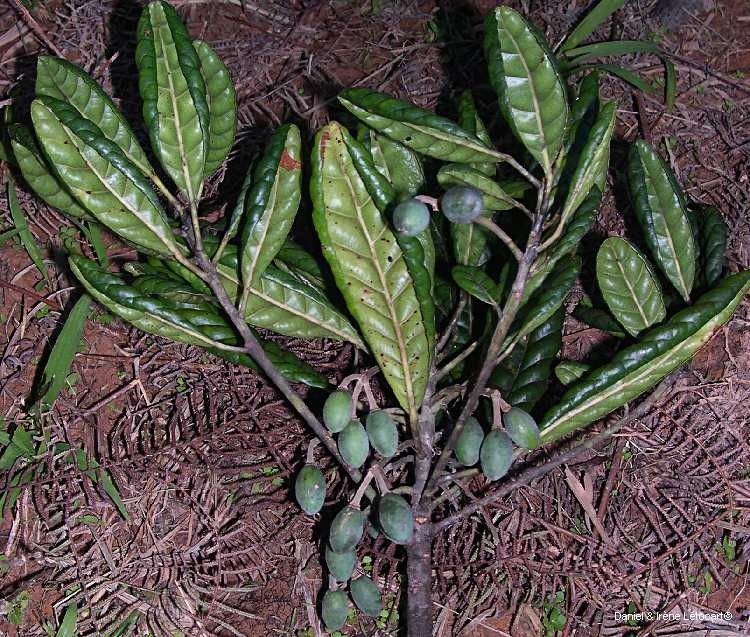 Elaeocarpus bullatus habit