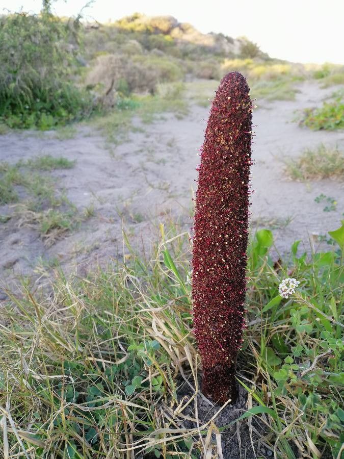 Cynomorium coccineum flower