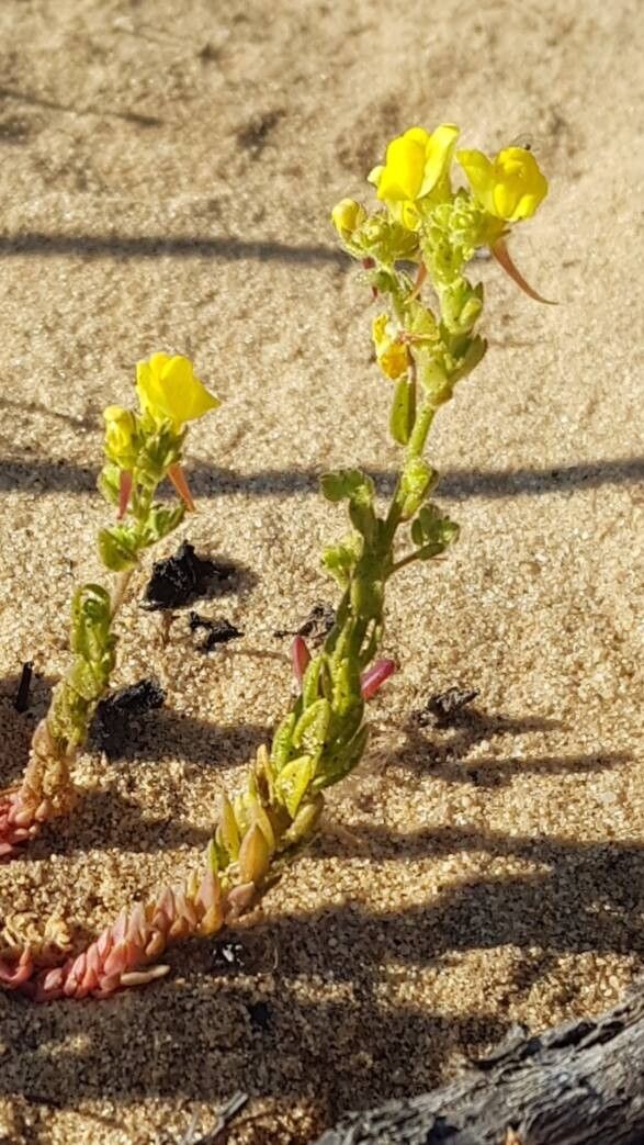 Linaria ficalhoana flower