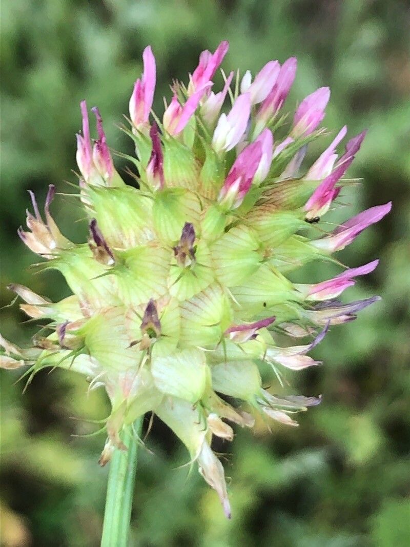 Trifolium spumosum flower