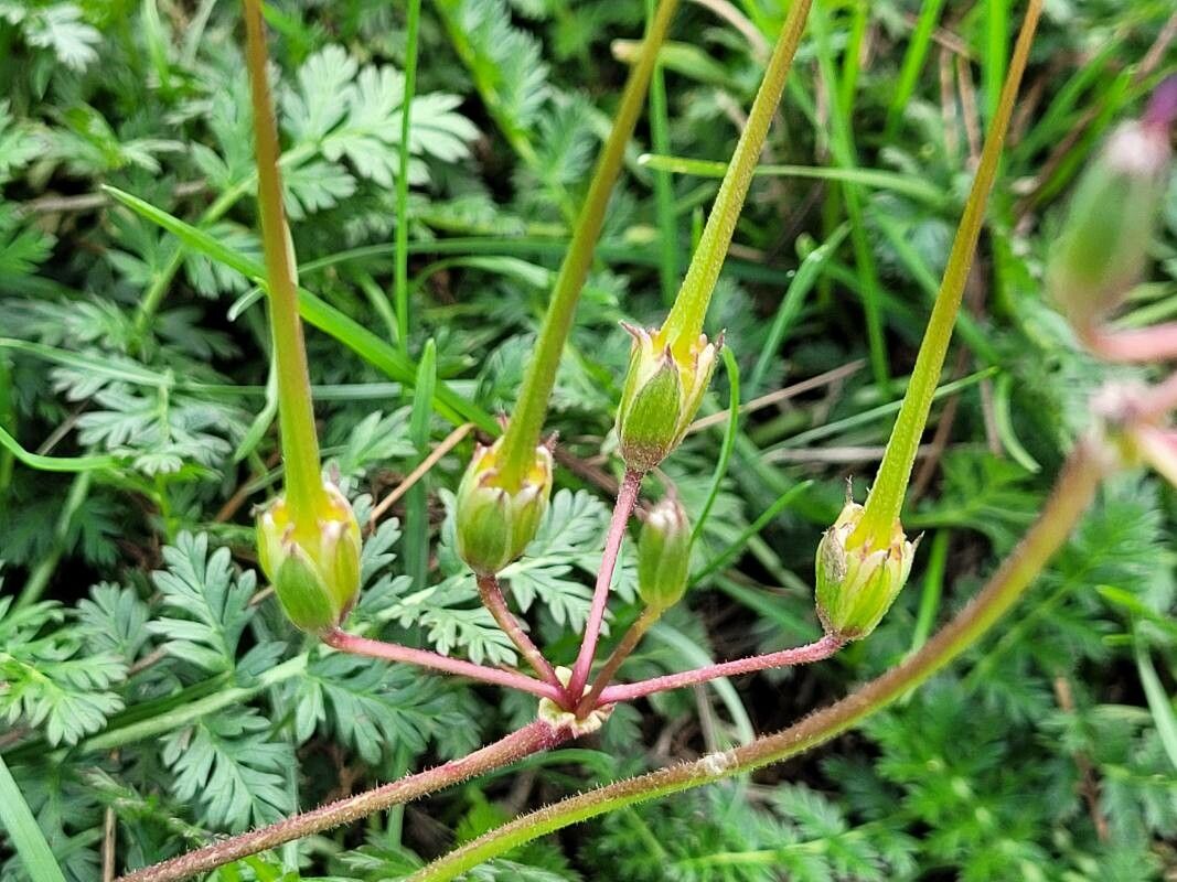 Erodium manescavi fruit