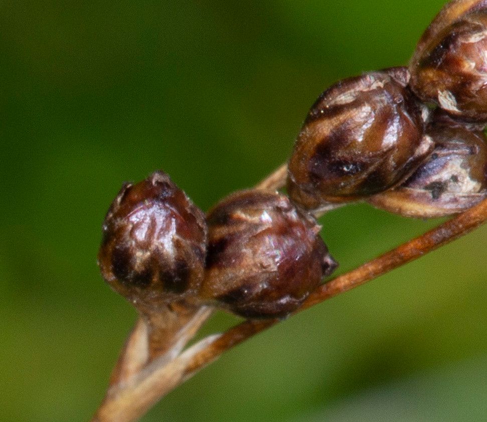 Juncus gerardi fruit
