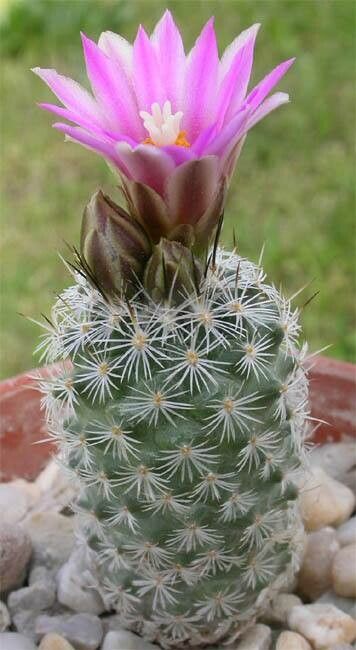 Rapicactus beguinii flower